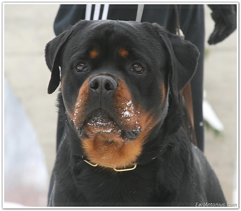 Rouse Rottweilers Turbo Flash Rouse - www.earlantonius.com