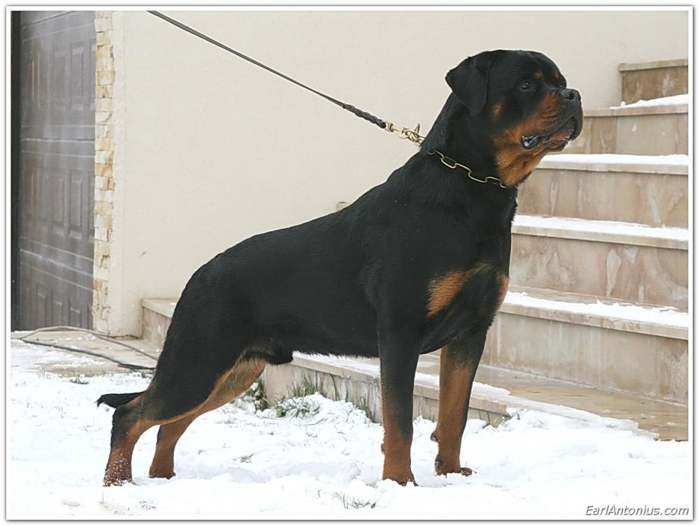 Rouse Rottweilers Turbo Flash Rouse - www.earlantonius.com